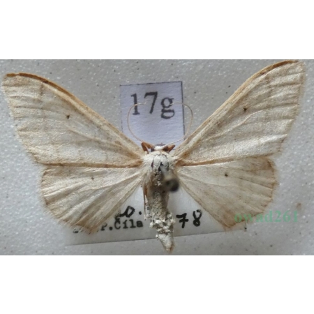 Idaea straminata (Borkhausen, 1794) Krocznik niezdobiak Czech17g